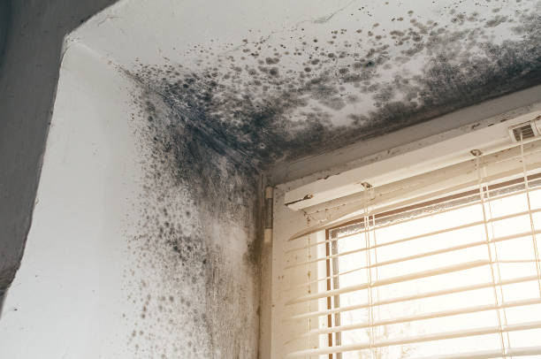 Affordable Crawl Space Mold Removal solutions in Hayes, VA